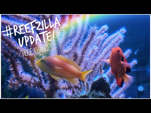 #reefzilla Looking Good - New Coral! 180 gallon Custom Mixed Reef Tank Update - November 2020