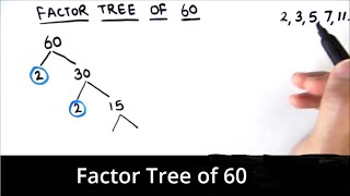 How to Draw Factor Tree of 60 / Factor Tree Method  of Factorization / Factor Tree of 60