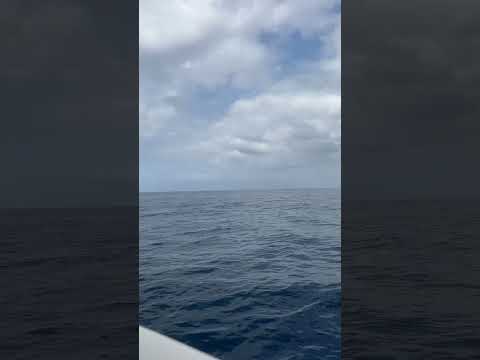 Boat ride on the Atlantic Ocean#losgigantes #tenerife #canaryislands #atlanticocean