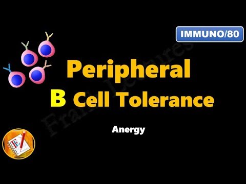 Peripheral B cell Tolerance - Anergy (FL-Immuno/80)