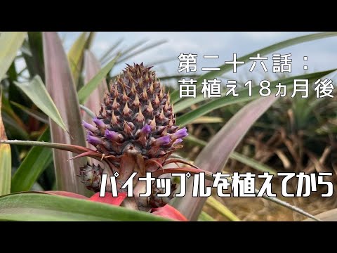 【第二十六話】パイナップルの成長過程を追って 〜 苗を植えてから 〜