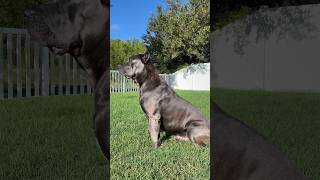 My Cane Corso Duke Enjoying the Sunshine! ☀️🐶