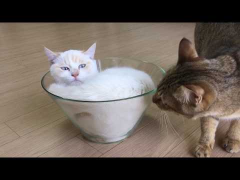 貓咪與碗 Cats with bowl