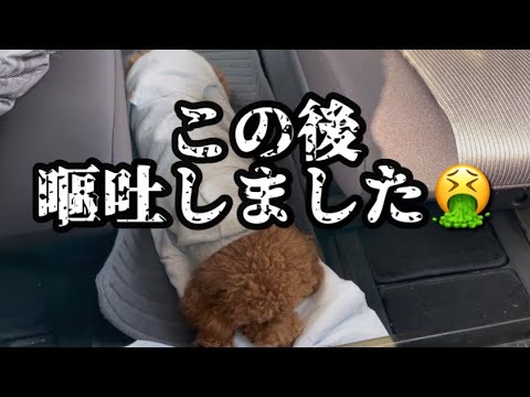 九州最大級のペットショップ&合格祈願【トイプードル】