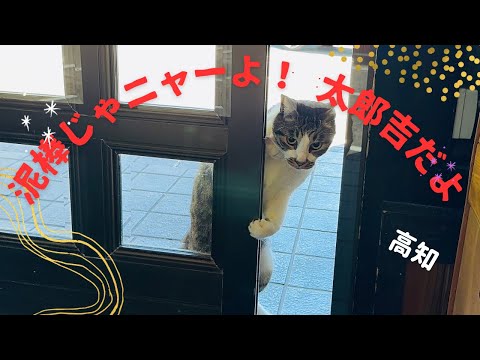 泥棒じゃニャーよ！引き戸を器用に開ける猫の太郎吉(高知)