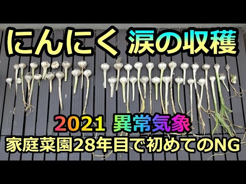 【ニンニク収穫 涙のノウハウ 2021】記録的に早い梅雨で春腐れ病 家庭菜園28年目  無農薬 半自給自足