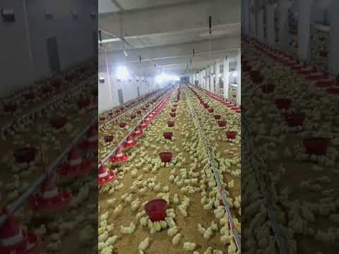 broiler chicks #babyshorts #birdslover #farming #chicken #poultryfarm #poultry