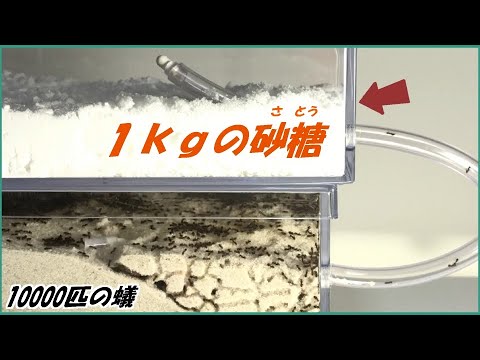 蟻戦争Ⅲ＃181 10000匹のアリに「１ｋｇの砂糖」を与えたら・・・！  編～Ants and amount of sugar～