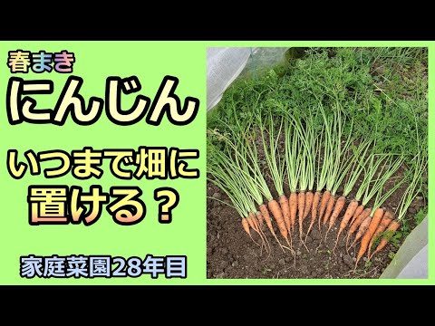 【春まきニンジン いつまで畑に置けるか Carrot cultivation】秋までもつ？家庭菜園28年目 無農薬 半自給自足