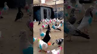 kabootar #youtube #viral #video #shorts