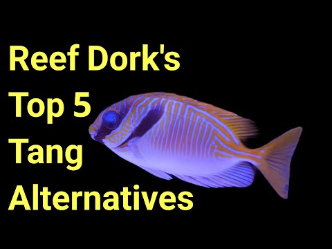 Reef Dork's Top 5 Tang Alternatives | The Prestige Reef Dork Show Ep 71