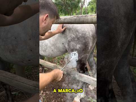 Ferrando nossos cavalos de vaquejada