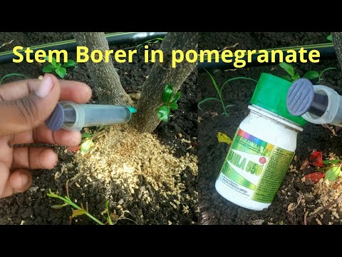 Stem Borer in Pomegranate || Pomegranate || Anar me Kida lagana || Stem Borer