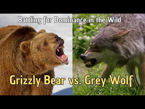 🐻 Grizzly Bear vs  Grey Wolf 🐺 Battling for Dominance in the Wild 🔥