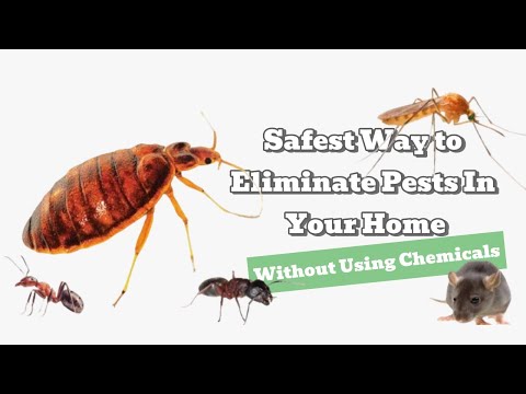 🌿Chemical-Free Pest Control Hacks: How to Get Rid of Household Pests Naturally