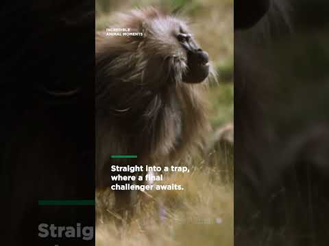 Vicious showdown between gelada brothers | Smithsonian Channel #Shorts