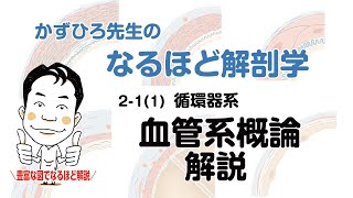 【なるほど解剖学】2-1(1) 循環器系：血管系概論 解説