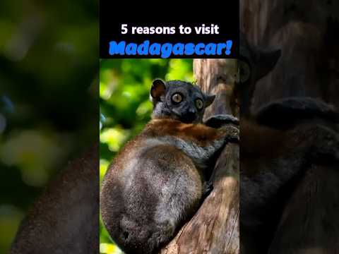 Must-See Madagascar: Top 5 Reasons to Explore This Tropical Paradise #travel