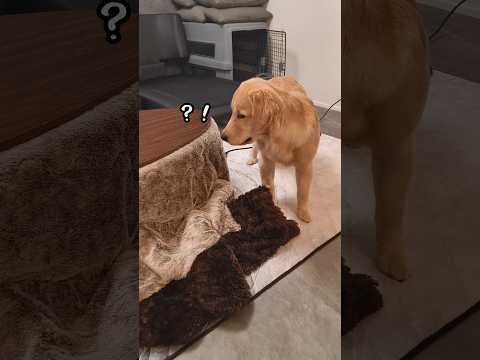 こたつの中身はなんだろな？ #ゴールデンレトリバーのいる生活 #ゴールデン子犬 #goldenretriever