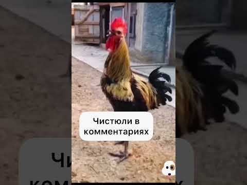 СМЕШНЫЕ ЖИВОТНЫЕ | ОТПРАВЛЯЙ ЭТО ВИДЕО ЧИСТЮЛЯМ