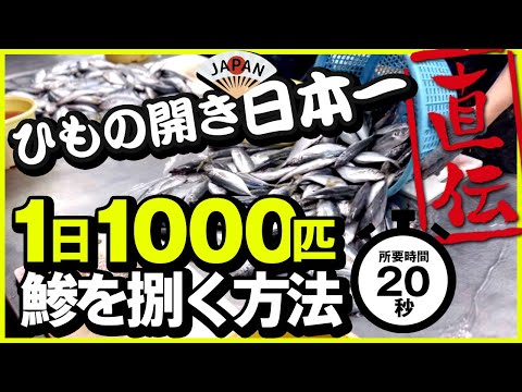 【アジの捌き方】ひもの開き日本一大会優勝者が教える鯵の開き方 釣りで釣れた鯵を美味しく食べよう。初心者必見