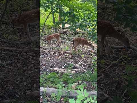 Two fawns forage side by side by a lake | Horizons_視野 | deer | white-tailed deer | wildlife