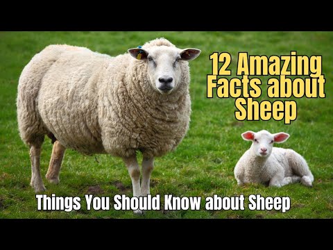 🌴12 Amazing Facts about Sheep 🍒 🐏 From Sheep to Wool 🐑 Fun Facts about Sheep 🧥