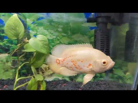 cichlid fish