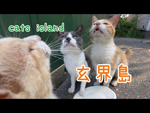 チュールを待つねこ達　Cats waiting for tulle【玄海島】【夏休み2024】【猫島巡り】