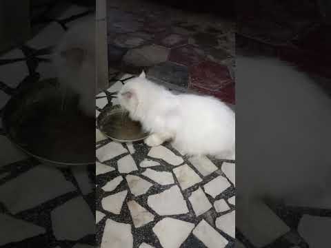 Sugamayi food adikam#cat#catlover#catshorts#funny#new#subscribe