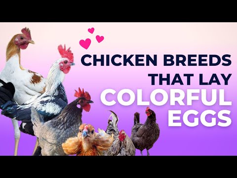 Chicken Breeds that Lay Colored Eggs in the World 2023