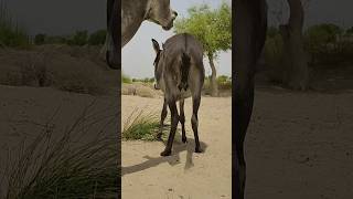 #donkey #happyanimals #youtubeshorts #funny #happypets #animals #comedy