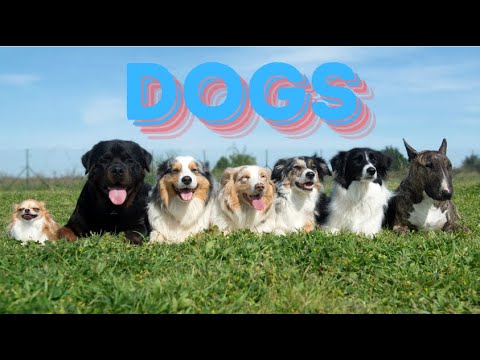 Dogs | Educational Video for Kids