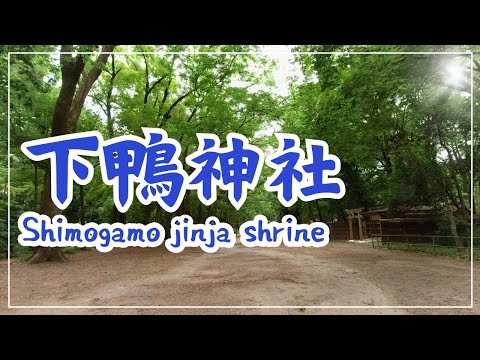 【3min Kyoto】3分で巡る、「人気の少ない下鴨神社」~Shimogamo jinja shrine, Kyoto Japan