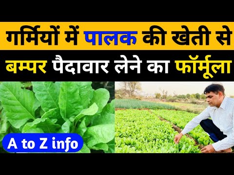 गर्मी में पालक की खेती से मात्र 35 दिन में बने लखपति।पालक की खेती।Spinach Farming।Palak Ki Kheti