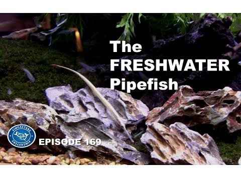 Freshwater Pipefish. Expert advice!  Fincasters Episode 169