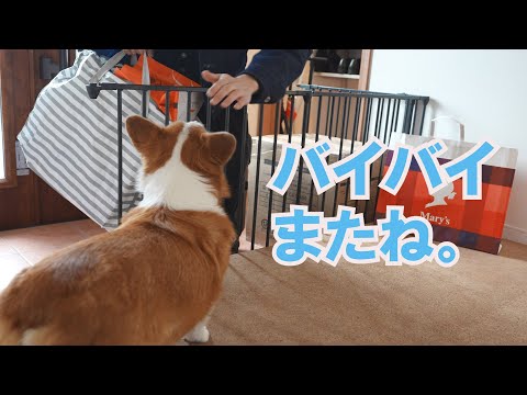 アパートに帰った長男の姿を必死に探す愛犬がせつない