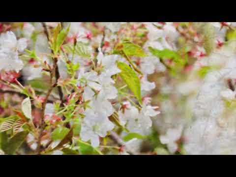 芦ノ湖湖畔の一本桜。