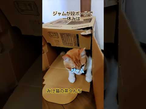 段ボールに居るのは誰だ猫　#funny#猫のいる暮らし #茶トラ#三毛猫#子猫