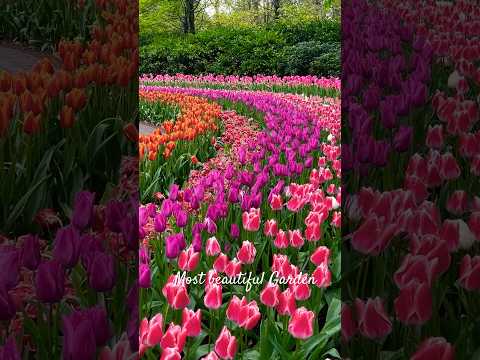 Most Beautiful Spring Garden #flowers #tulip #springseason #nature #naturelovers #travel #travelvlog