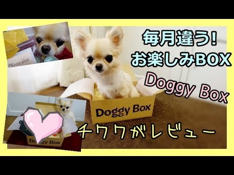 毎月違う❗犬用🐶お楽しみBOX🌟Doggy BOXチワワがレビュー📣かわいい💖～Chihuahua reviews happy box for dog💚Cute💙