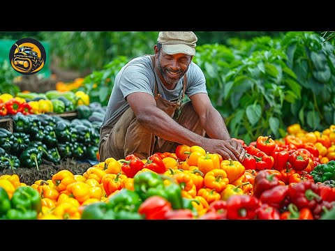 How Bell Pepper Become Delicious And Healthy - The More Modern Agriculture Machines At Another Level