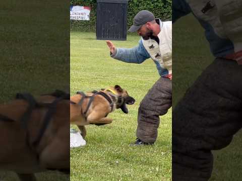 working Cupcake’s object guard 🧁⚔️🇫🇷 #belgianmalinois #frenchring