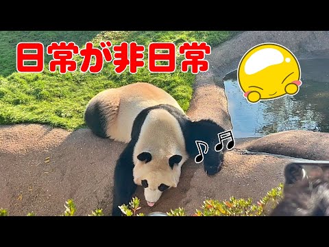 🐼楓浜が舌をペロリ！これぞ癒しの瞬間✨可愛すぎる日常シーン💕