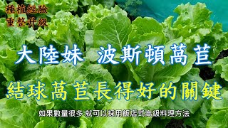 [前院種植環境修整]06_2 生菜大陸妹 結球萵苣 波斯頓萵苣種植 黏性土壤特別注意鬆土 種植過於密集 簡易鬆土 也可以大大改善生長的速度/繼續壓抑雜草生長的方法