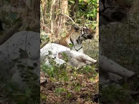 Tiger in jungle || *रामनगर: कोसी बैराज के पास टाइगर दिखने से मची हलचल, वन विभाग ने ब्लॉक की रोड*