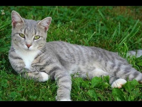 Animal Planet  :  Cats 101 ~ Australian Mist