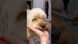 How to trim dogs eyes #lovemud #doggrooming #doggroomingforbeginners #cockapoo #shortsvideo #dogs