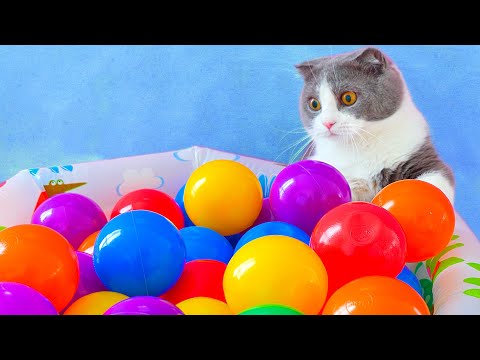 What Toys Do Cats Love? #14