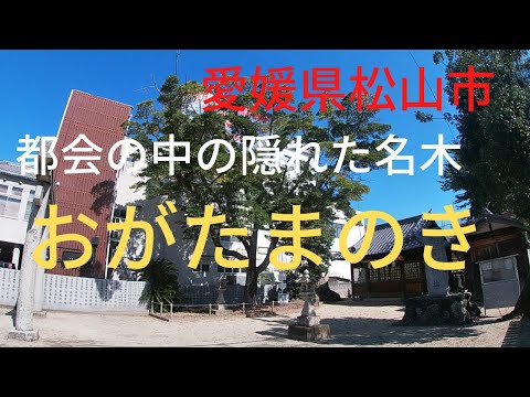 【おがたまのき】都会の中の隠れた名木【愛媛県松山市】"Ogatamanoki"a hidden gem in the city　[Matsuyama City, Ehime Pref JAPAN]